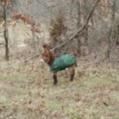 Nurse who loves her family, animals, history and politics. Breeder of Registered Mediterranean Miniature Donkey's in Southwest Missouri.