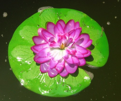 I will share a quote daily from Vedantic philosophers.