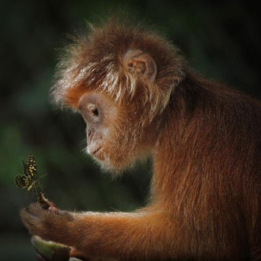 world_sharing's profile picture. Global World Sharing