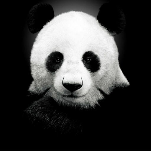 Papow007's profile picture. 