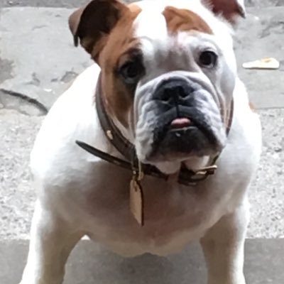 Dollysocietypup's profile picture. Dollybulldog Society pup and girl about town . Cameo Role Bridgerton , and Bridgerton Tour Book .I am 9 , and Inspiration for Dolly’s Burger Bar 🍔