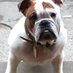 dolly bulldog (@Dollysocietypup) Twitter profile photo