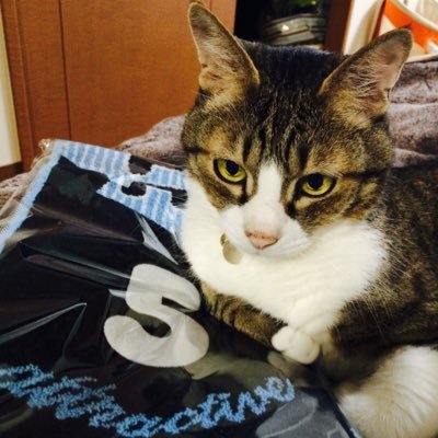 maimoj's profile picture. 