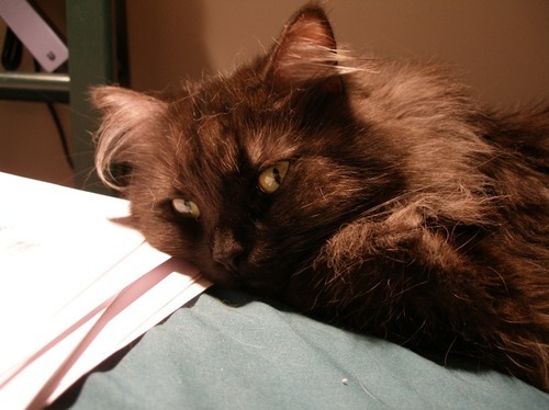 I rules missmylin's condo; alls must bow to me! Oh yeah, SirSpot is my bruder.