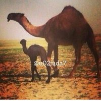 ✨نوادر الابل ✨ (@haih36401) 's Twitter Profile