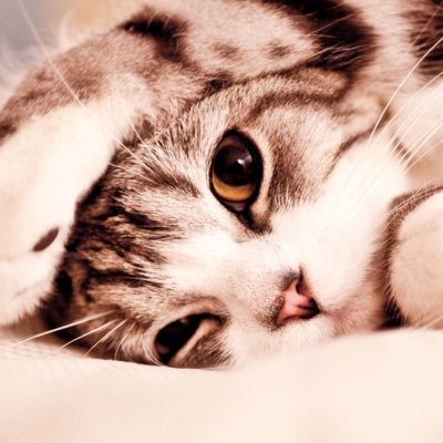 AlexiaAyub's profile picture. 