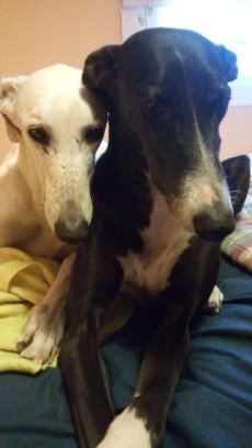 rakelab5's profile picture. ANIMALISTA, ANTITAURINA, STOP MALTRATO ANIMAL #AntiDogMeatTrade Barcelona