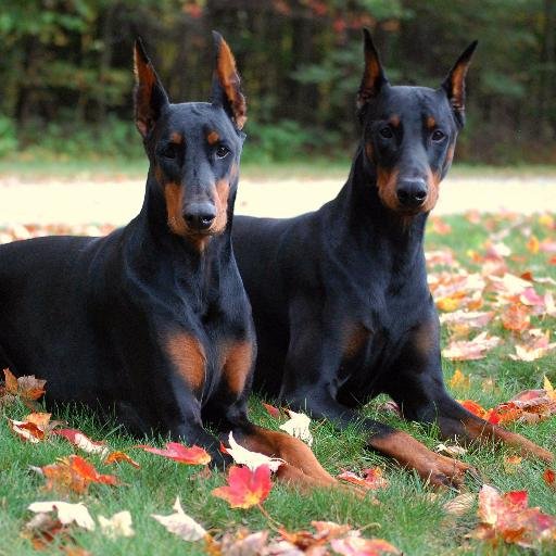 TPC_Esq's profile picture. Jack of All Trades; Master of None,
Mathematician, Gambler, Chef, Thinker,
Lover of Women and Connoisseur of Burgers