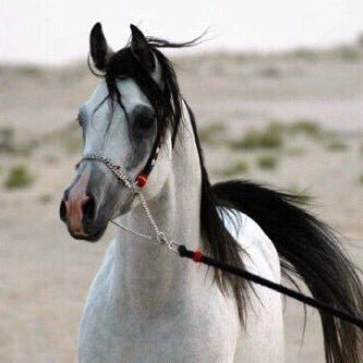 missroyal8's profile picture. 