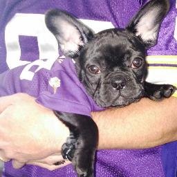 puppy vikings jersey