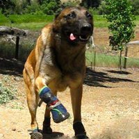 neopaws (@neopaws4pets) 's Twitter Profile