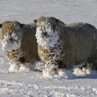 Cosq (@cosq) 's Twitter Profile