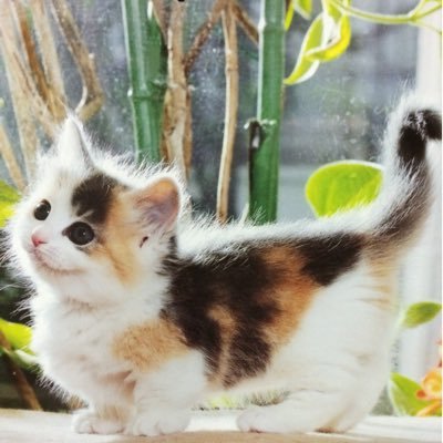 三毛さんのプロフィール画像