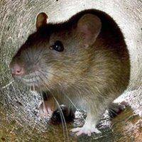 Lancasterunbugged (@lcstr_unbugged) 's Twitter Profile