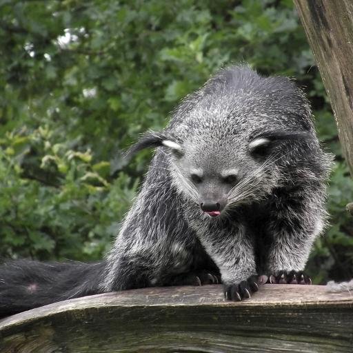 Former college mascot.