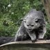 LucyTheBearcat (@lucythebearcat) Twitter profile photo LucyTheBearcat (@lucythebearcat) Twitter profile photo