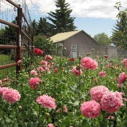 goodeggfarm1's profile picture. organic farmer, seed grower, cat rancher, consumer of audiobooks and podcasts, misophone.