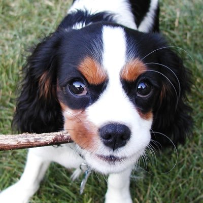 HScottWilliams's profile picture. Retired copy chief @CrainsChicago. Ex-Chicago Tribune. Oxnard native; Mizzou photoj alum. Former Sedalian, Mexicoan & Winston-Salemian (Winston-Salemite?).