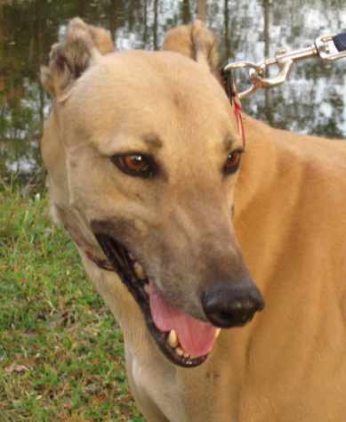 Racing Dog Rescue Project - Sarasota Greyhound Adoption Organization