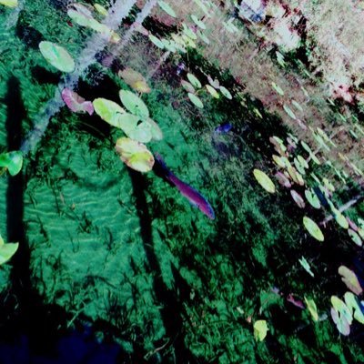 cheer_mcz0303's profile picture. あー