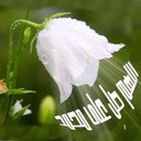 I'm hosam (@1957_wafa) Twitter