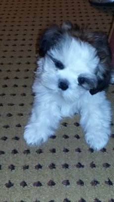 tulips1965's profile picture. 