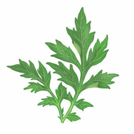 _Armoise's profile picture. 