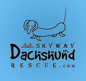 Skyway Dachshund Rescue is a local rescue group formed to save Dachshunds. We're working to save doxies in Pinellas and Hillsborough Counties of Florida.