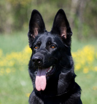 Total German http://t.co/1x5Wi5fKa1's Twitter account. All German Shepherd, all the time! Nothing but German Shepherd goodness here!