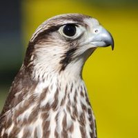 Hameed_16 (@haab2456) Twitter profile photo