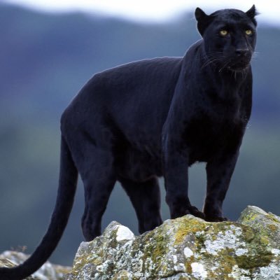 LockTheSurvivor's profile picture. 