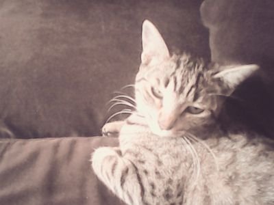 castelandaniel9's profile picture. 