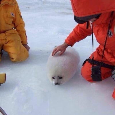 かわいい！と思った動物の画像を呟いていくよ