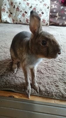 pyonkin_a's profile picture. 建築施工管理技士の勉強中。エブリィバン車中泊仕様。キャンプ🏕 バドミントン🏸　サバゲー復活組