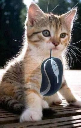 Jeni61191's profile picture. 