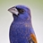 Blue Grosbeak