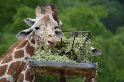 山口大学アニマルセラピー研究会、通称アニセラです♪動物好きでもそうじゃなくても、とりあえず入ってみてね♪
新入部員 大募集中です！！興味のある方はDM ください\(´θ`/)