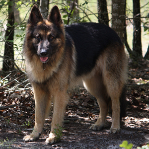 Canine_Bacchus's profile picture. I belong to my parents, @Sweet_Charlotte and @PeterDevereaux. You're following them, right?