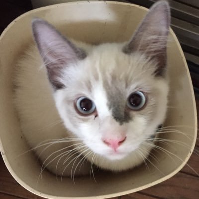 HiyaHiroko's profile picture. 手芸家。東京と上海で手芸作家として活動中です。 猫とDavidBowieが好き。