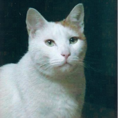 校正者。伴侶の猫に先立たれ12年。一度だけマルグリット・デュラスの『死の病い』について書きました（「午前四時のブルーⅢ」）。 note／Théodora「ずっちのこと」「目ざせ、ミロンガ！ 55歳からのアルゼンチンタンゴ 」2021.5.30ミロンガ・デビュー、周遊中🦵