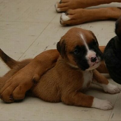 I was born in Hemel Hempstead in June 2015 & I live in Devon now by the seaside.  This is me with my dad Bruno looking after me when I was about 4 weeks old.