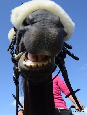 PonyhofGerdes's profile picture. Das ist die offizielle Ponyhof Gerdes Fanpage