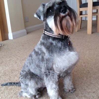 dawnsalter5's profile picture. Wife, mother, dog owner, cook, cleaner and library lover. Just be kind!
