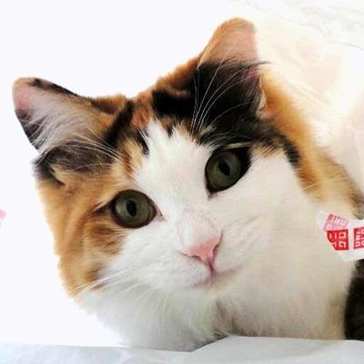 猫好き❗3匹の愉快なにゃんこ達の日常を呟きます。元野良の姉妹とアメショの3にゃんずをよろしくお願いします(o^－^o)

みぃ（三毛猫1歳♀）、マー（ミックス1歳♀）、ペレ（アメショ15歳♂）
無言フォロー失礼しますm(__)m