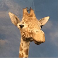 Conny (@connydialog) Twitter profile photo