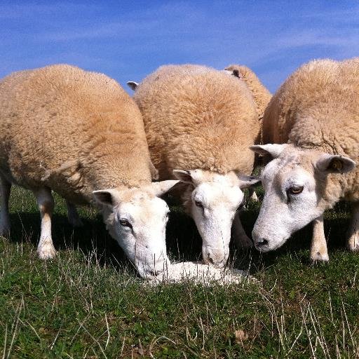 Contract Shepherding about 6000 sheep, working in Cotswolds & Warks. Blue Texel breeder & Lleyn X commercial flock.