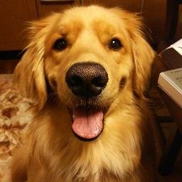 WondersinLand's profile picture. ゴールデンレトリバーたちの成長と 先代犬たちとの思い出の記録