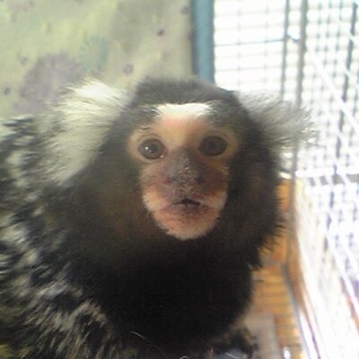 Yukio Fujita 藤田幸雄 Vicke Fujita Twitter