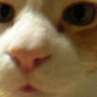 磯部鉄平 (@isobeteppei) 's Twitter Profile Photo