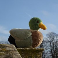 Mr Quacks(@Mr_Quacks1) 's Twitter Profile Photo
